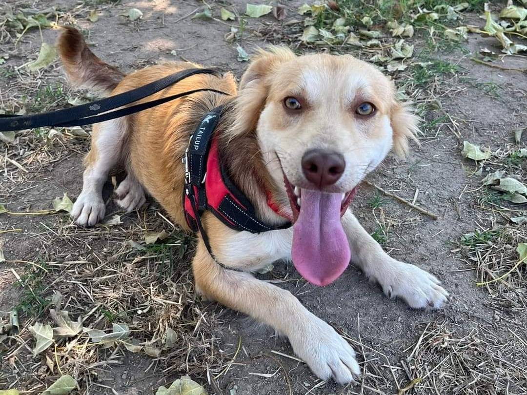 Adotta un cane, maschio, 2 anni e 11 mesi, Napoli