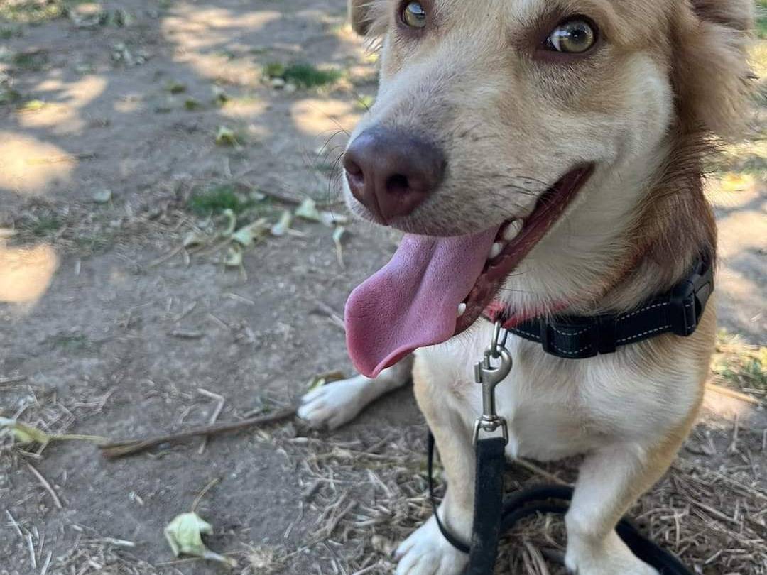 Adotta un cane, taglia piccola, maschio, Napoli