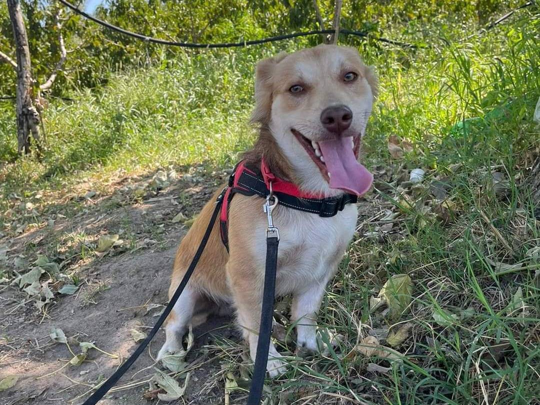 Vuoi adottare un cane a Napoli?