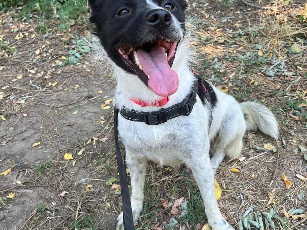 Adotta un cane, femmina, 5 anni  e 1 mese, Napoli
