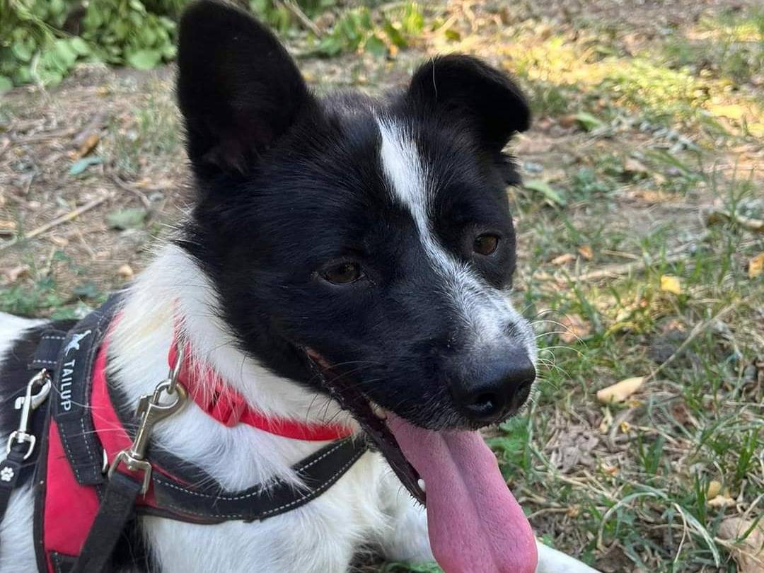 Adotta un cane, taglia media contenuta, femmina, Napoli