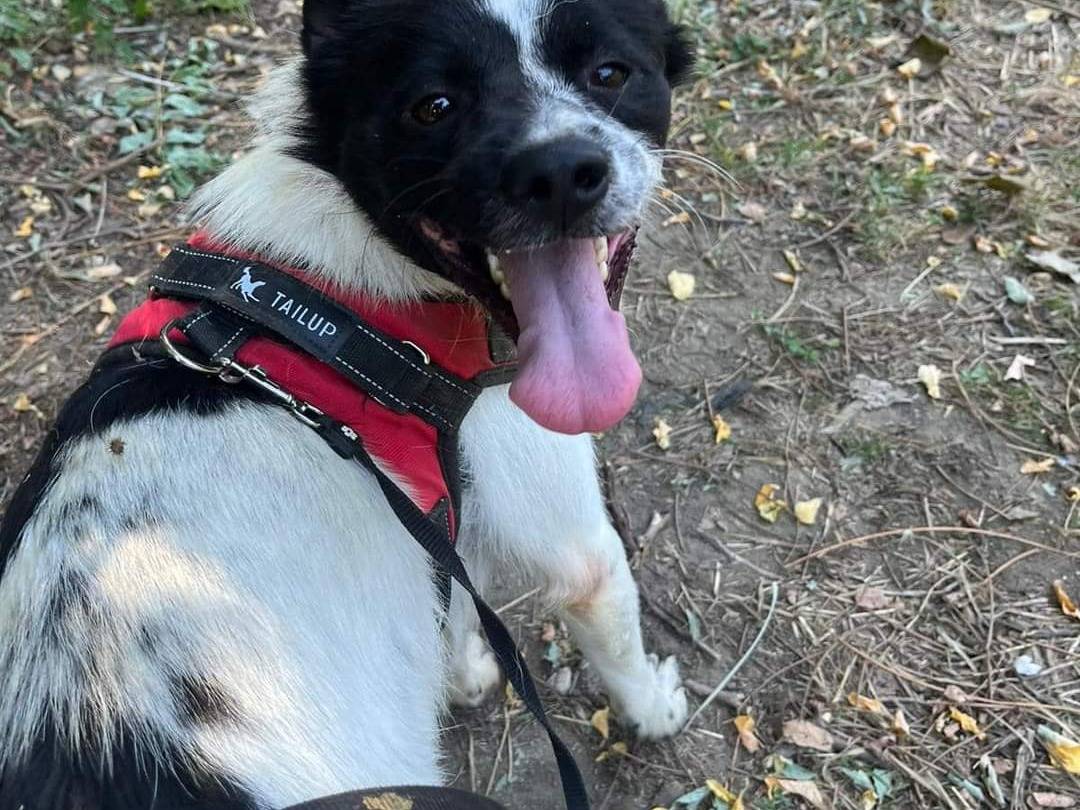 Vuoi adottare un cane a Napoli?
