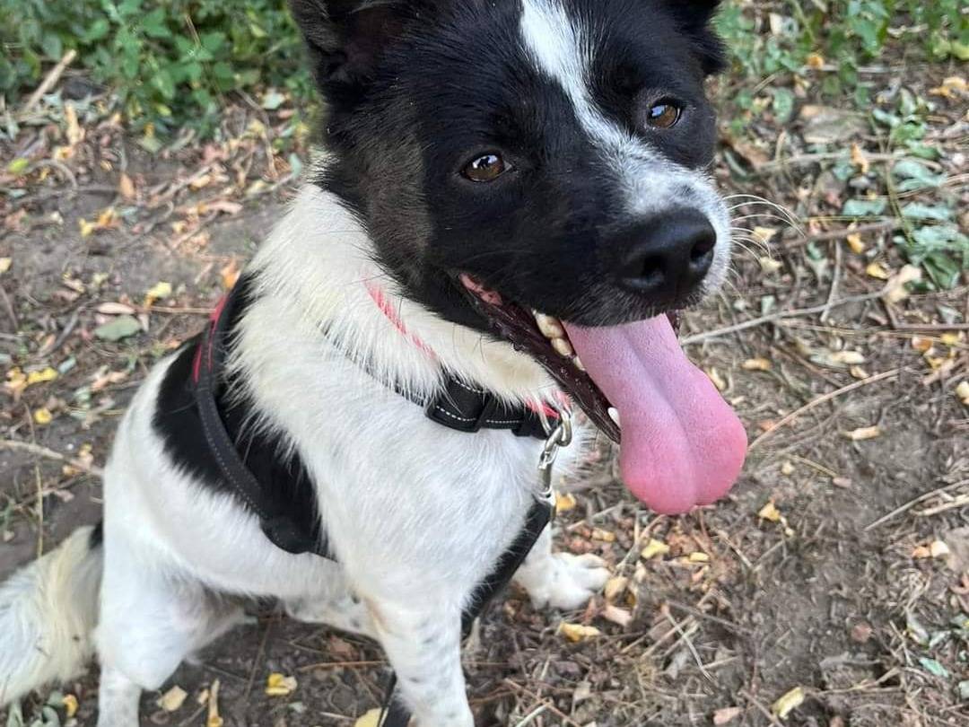 Adotta il cane Anita a Napoli