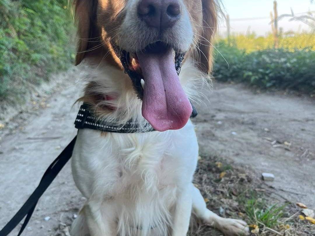 Adozione cane, maschio, meticcio, 4 anni  e 11 mesi , taglia piccola, Napoli