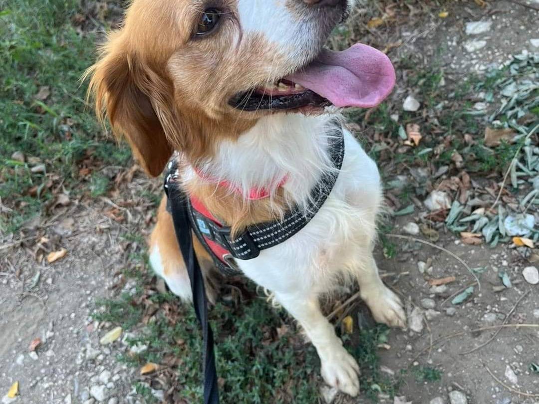 Adotta un cane, taglia piccola, maschio, Napoli