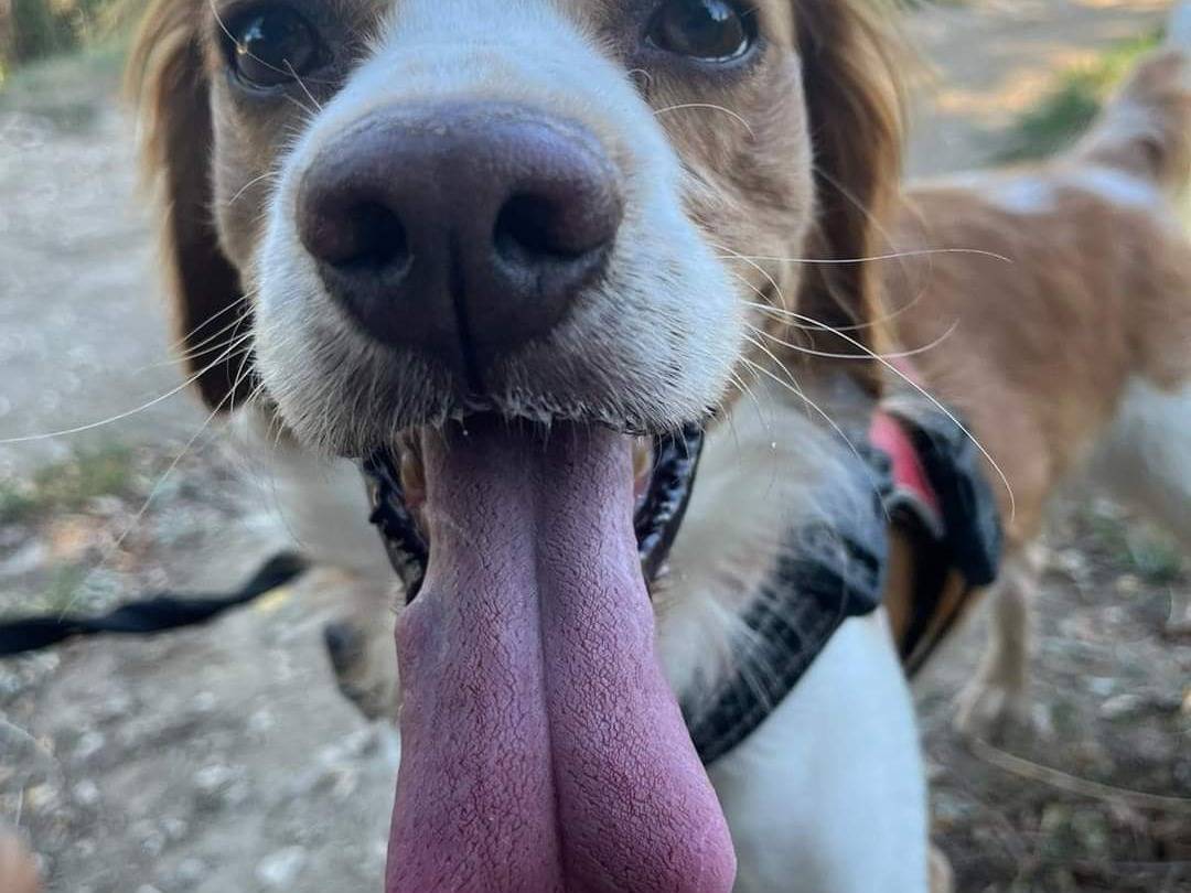 Vuoi adottare un cane a Napoli?