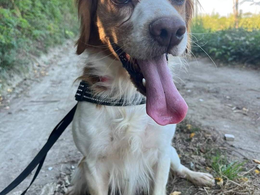 Adotta il cane Teddy a Napoli