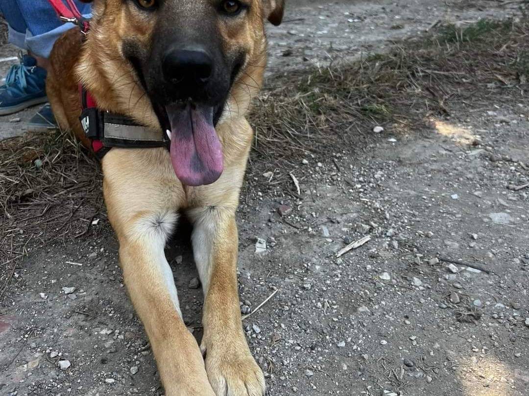 Foto dell'animale