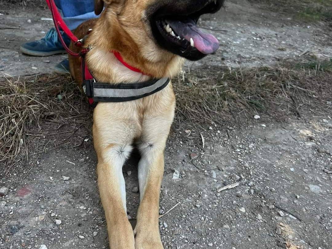 Adotta un cane, maschio, 2 anni  e 3 mesi , Napoli