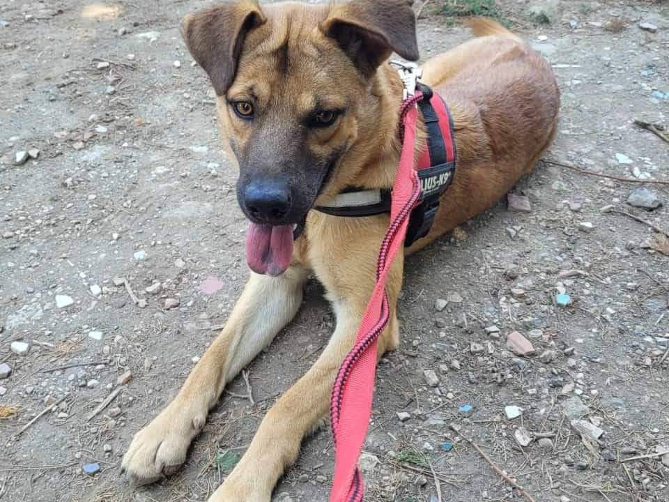 Adotta un cane, taglia media contenuta, maschio, Napoli