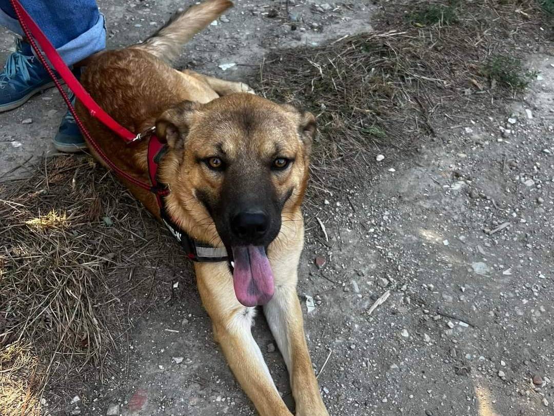 Vuoi adottare un cane a Napoli?
