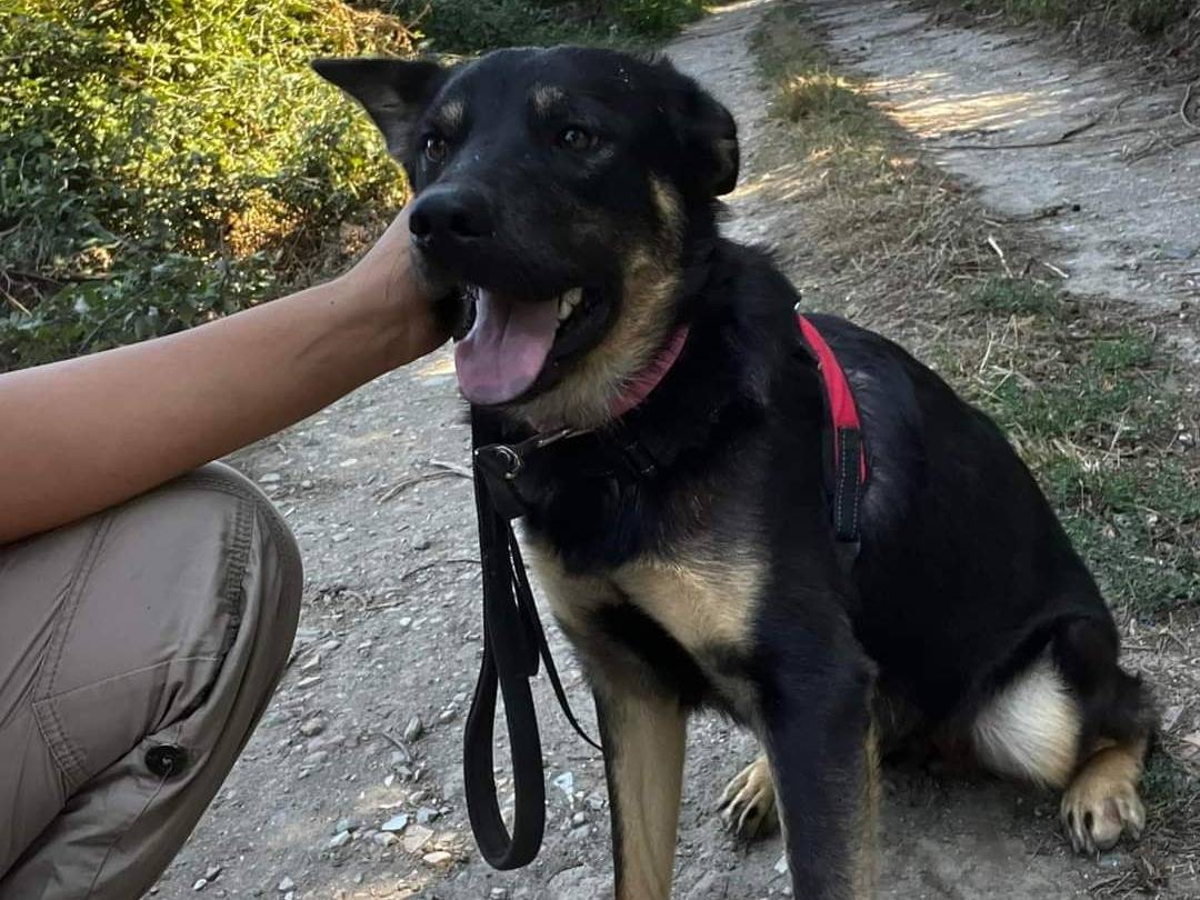 Adotta un cane, maschio, 2 anni  e 2 mesi , Napoli