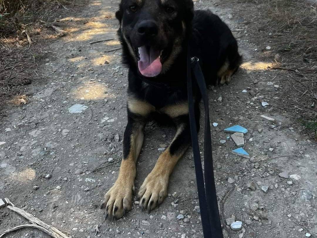 Adotta un cane, taglia media contenuta, maschio, Napoli
