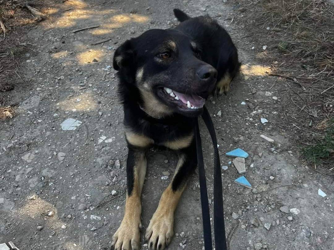 Vuoi adottare un cane a Napoli?