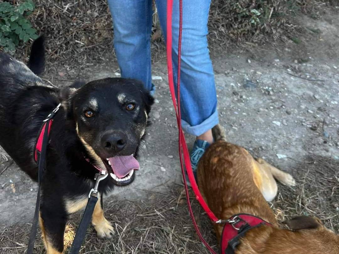 Adotta il cane Vanessa a Napoli