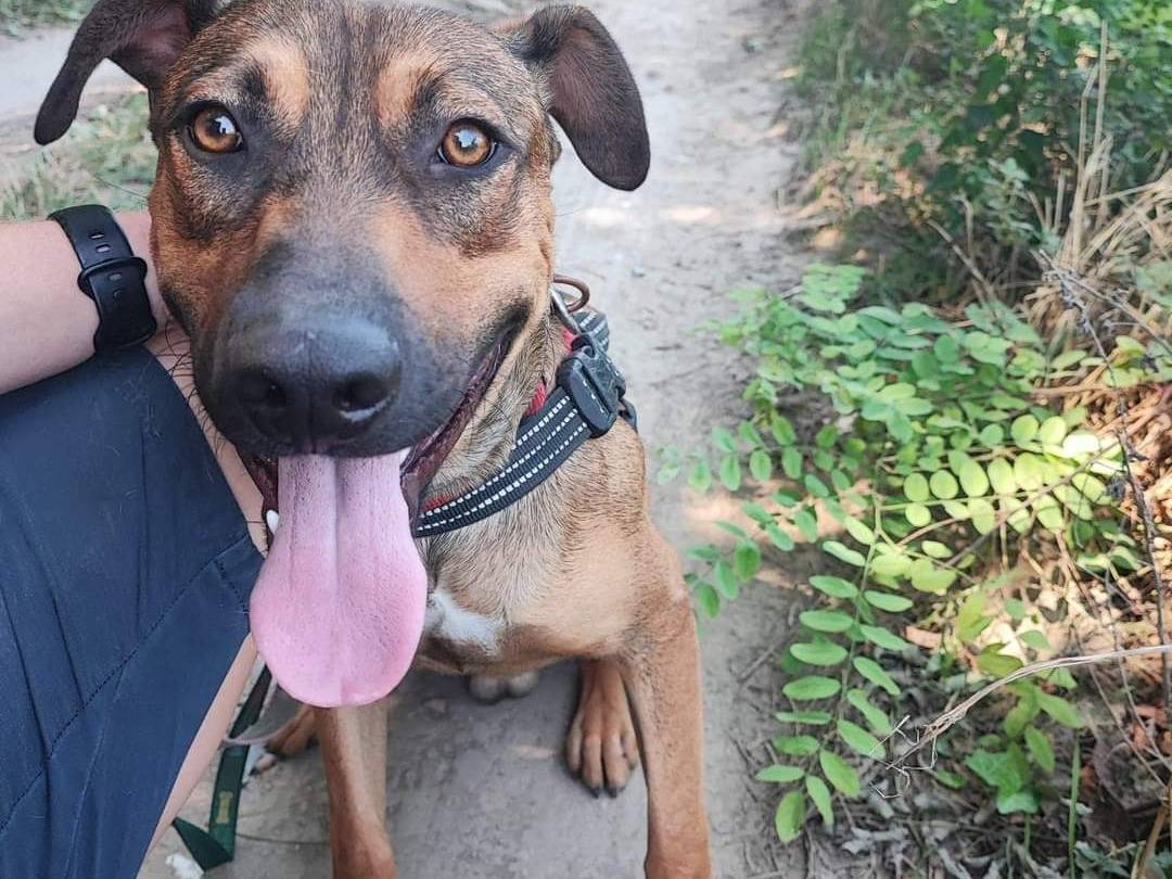 Adozione cane, maschio, meticcio, 2 anni  e 1 mese, taglia media, Napoli