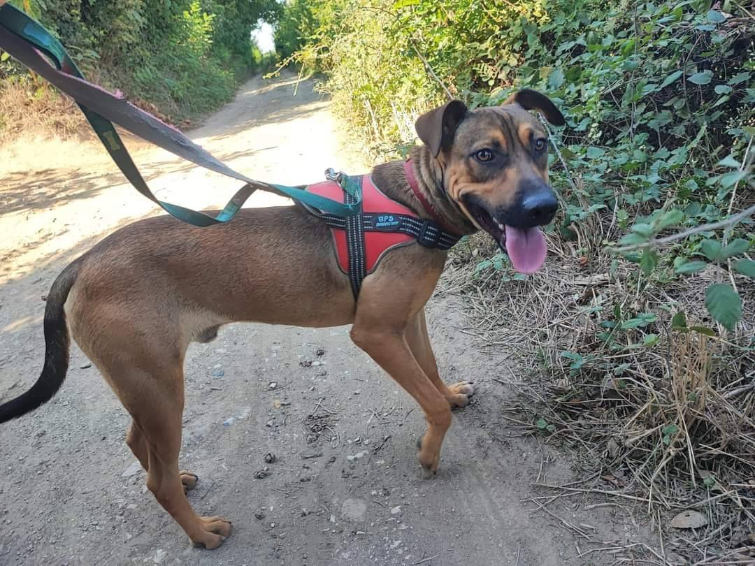 Adotta un cane, maschio, 2 anni  e 1 mese, Napoli