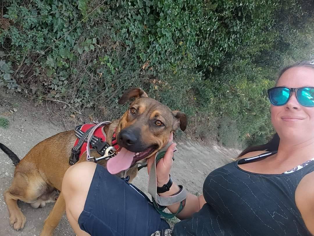 Adotta un cane, taglia media, maschio, Napoli