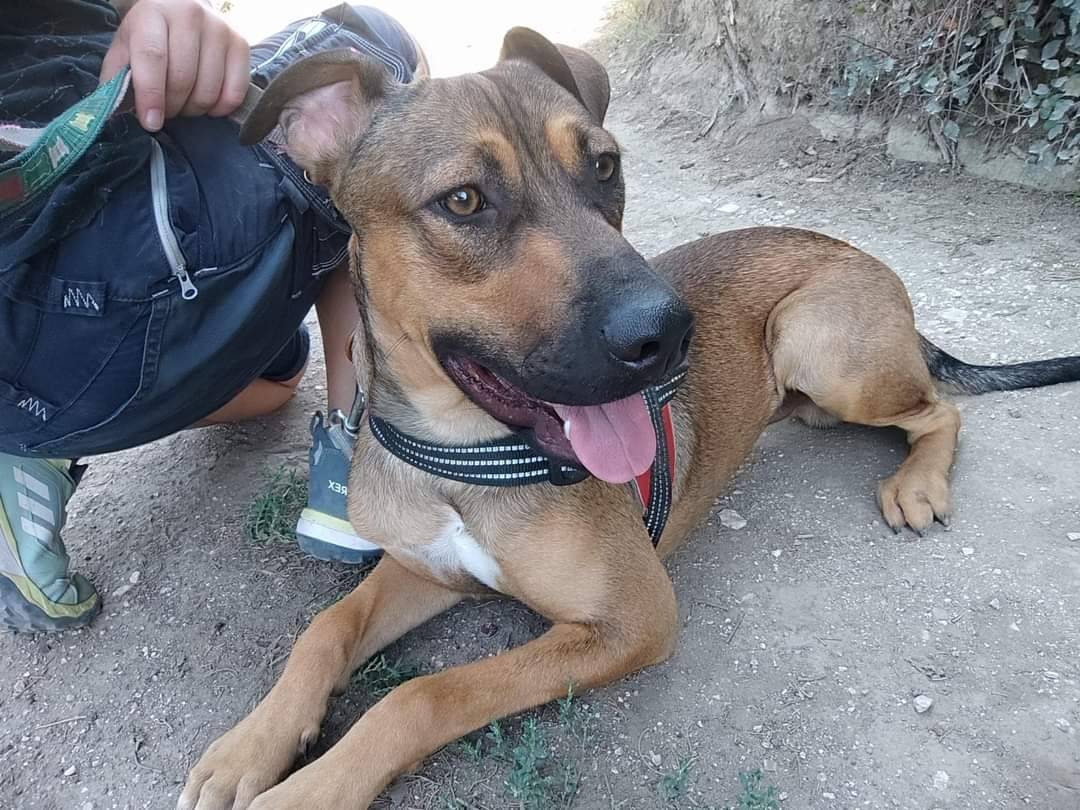 Vuoi adottare un cane a Napoli?