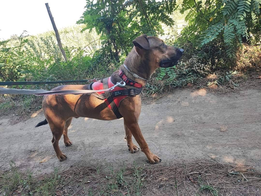 Adotta il cane Tyson a Napoli