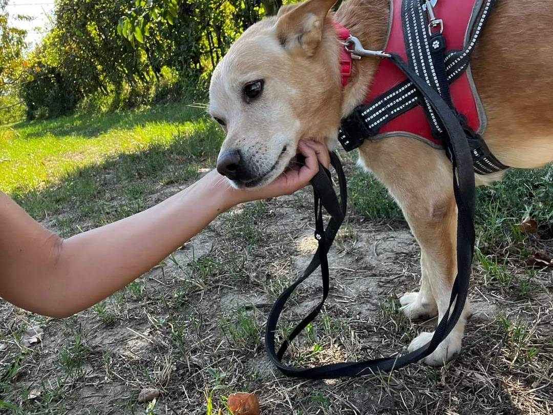 Adotta un cane, maschio, 10 anni  e 4 mesi , Napoli