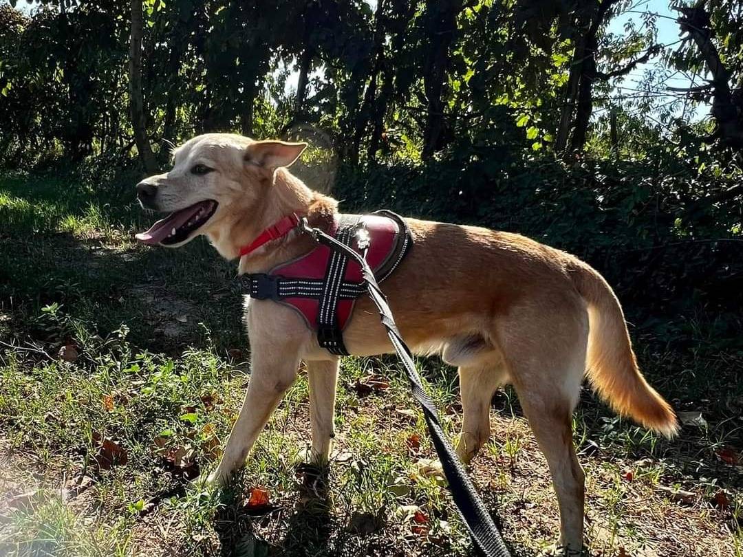 Adotta un cane, taglia media contenuta, maschio, Napoli