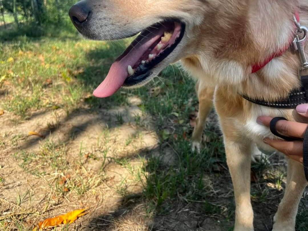 Vuoi adottare un cane a Napoli?