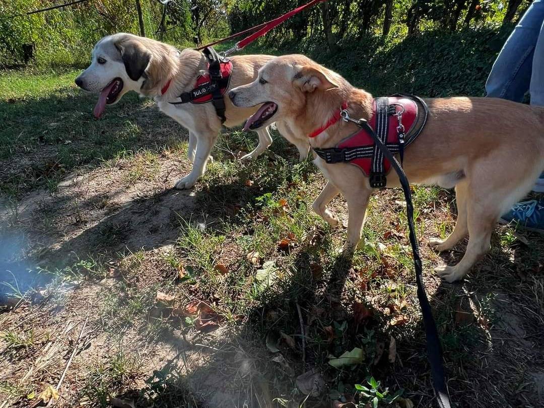 Adotta il cane Yago a Napoli