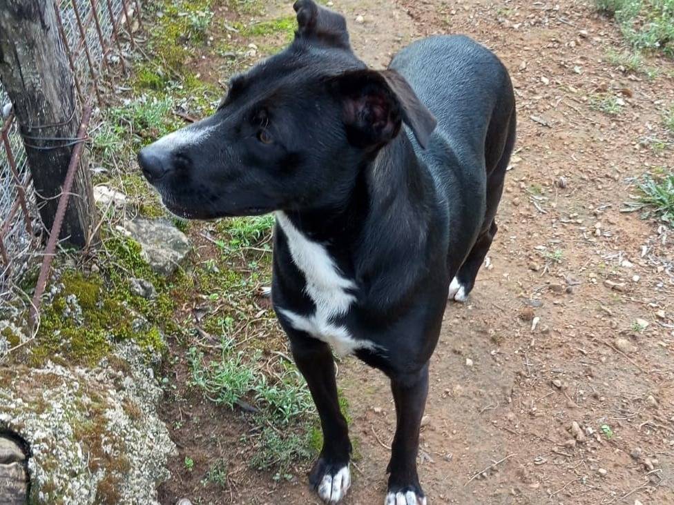 Adotta un cane, femmina, 3 anni e 3 mesi, Latina