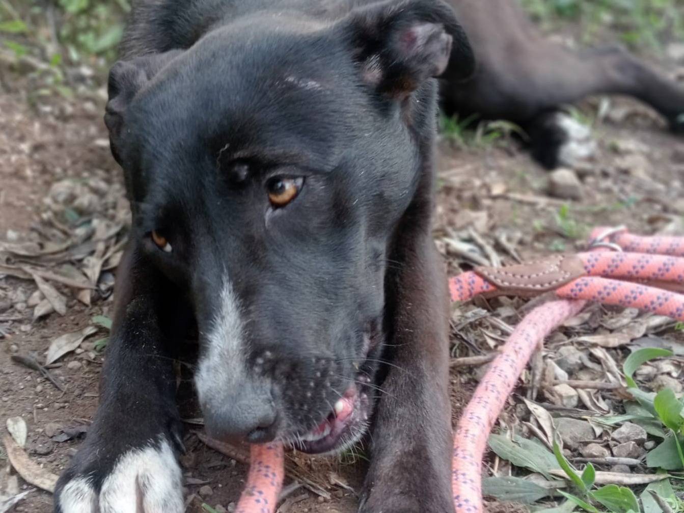Adotta un cane, taglia media, femmina, Latina
