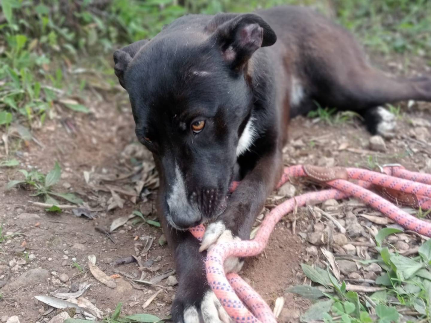 Vuoi adottare un cane a Latina?
