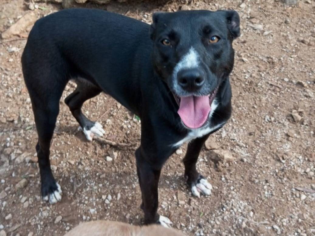 Adotta il cane JANE a Latina