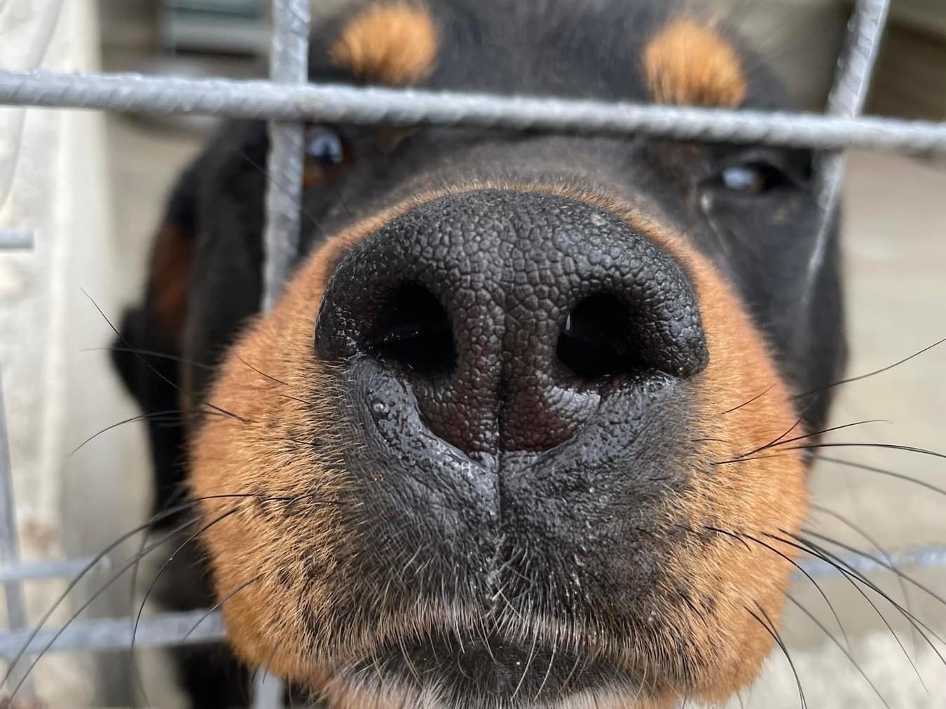 Adotta un cane, femmina, 7 anni  e 1 mese, Salerno