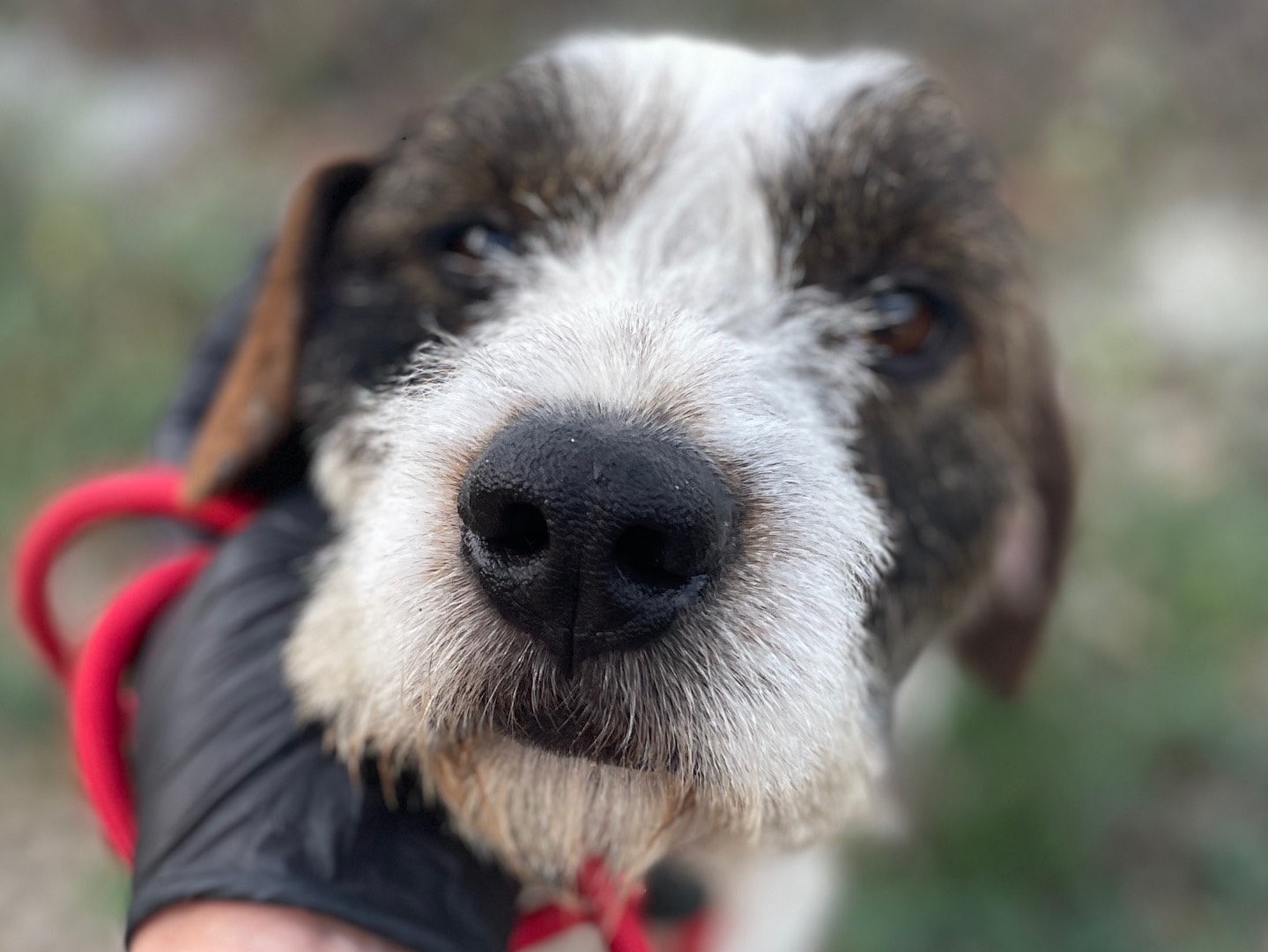 Adotta un cane, maschio, 5 anni  e 1 mese, Salerno
