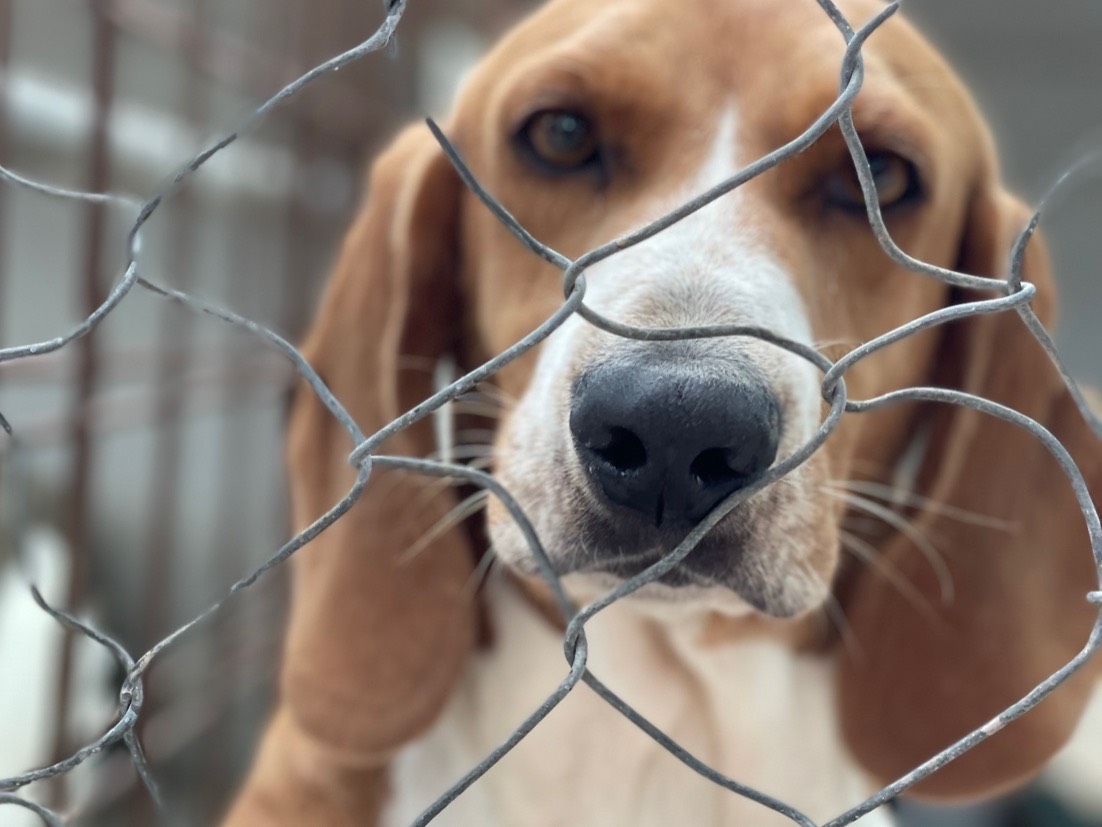 Adotta un cane, maschio, 4 anni  e 4 mesi , Salerno