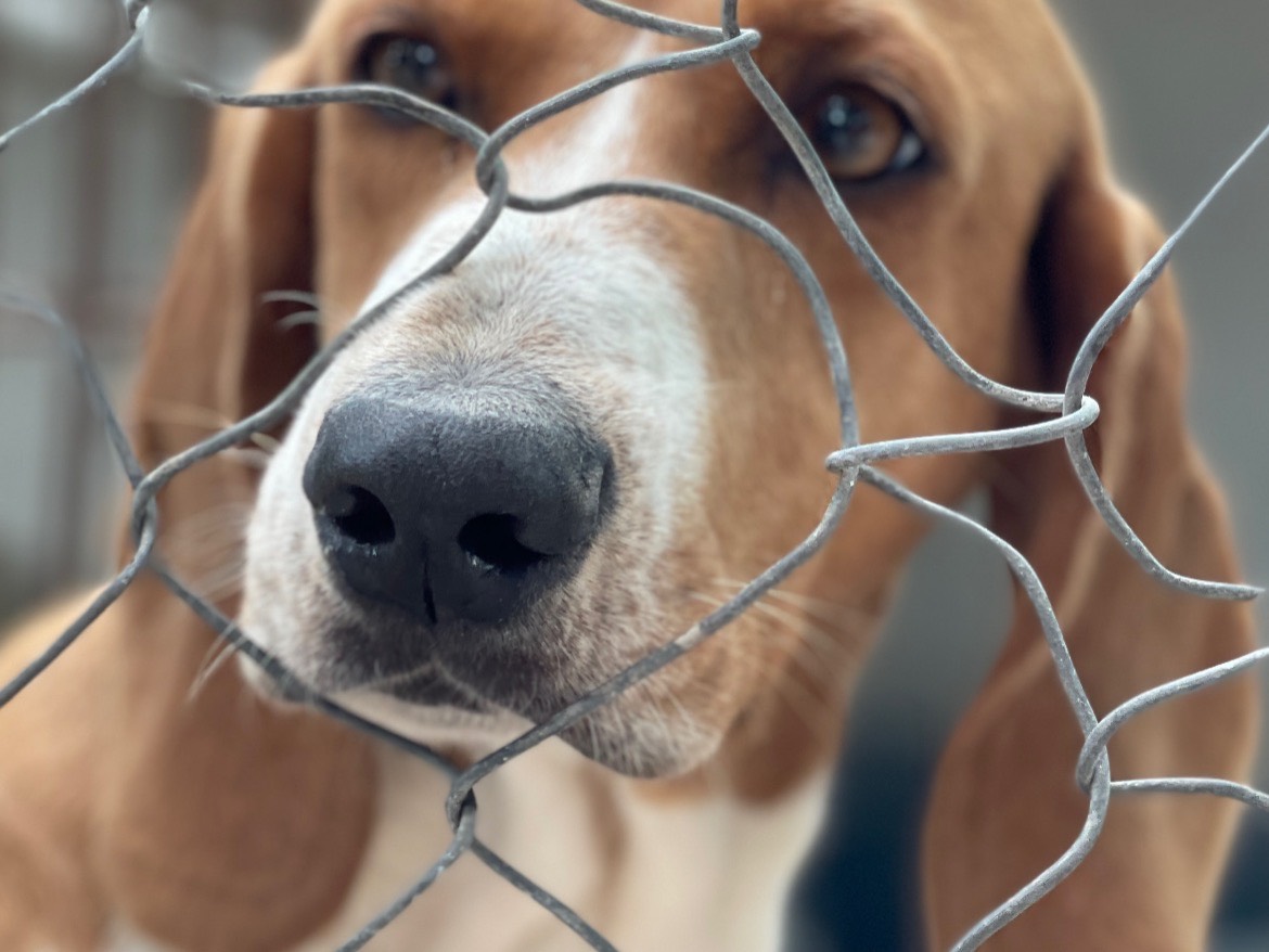 Adotta un cane, taglia media, maschio, Salerno