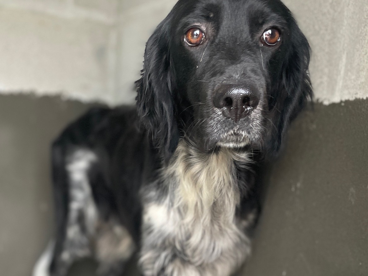 Adotta un cane, maschio, 3 anni  e 7 mesi , Salerno