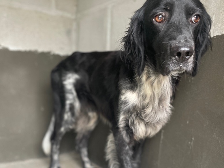 Adotta un cane, taglia media, maschio, Salerno