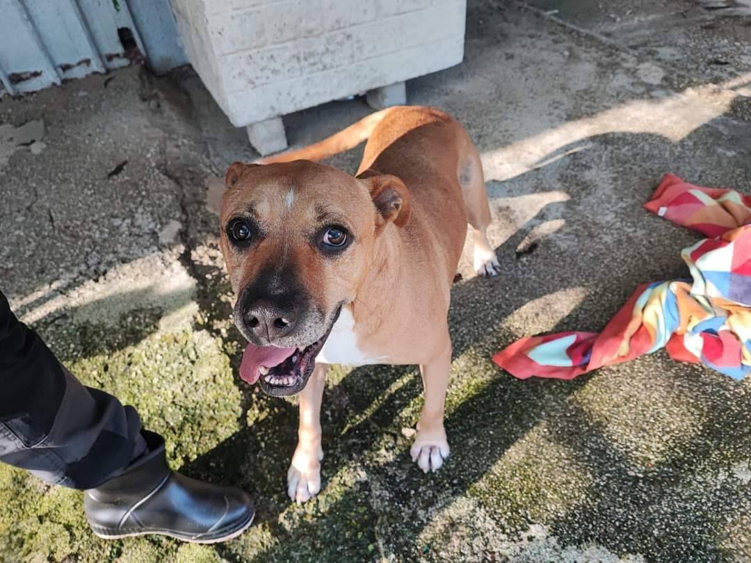 Adotta un cane, femmina, 9 anni  e 11 mesi , Napoli