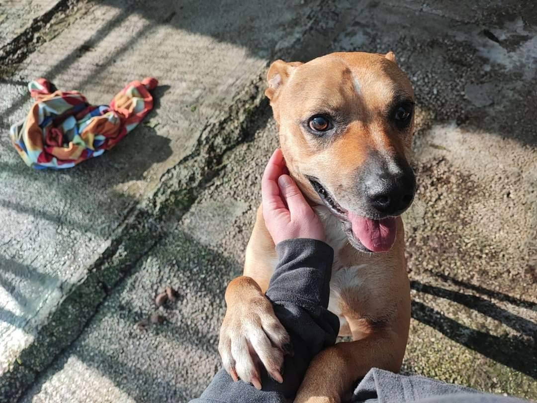 Adotta un cane, taglia media, femmina, Napoli