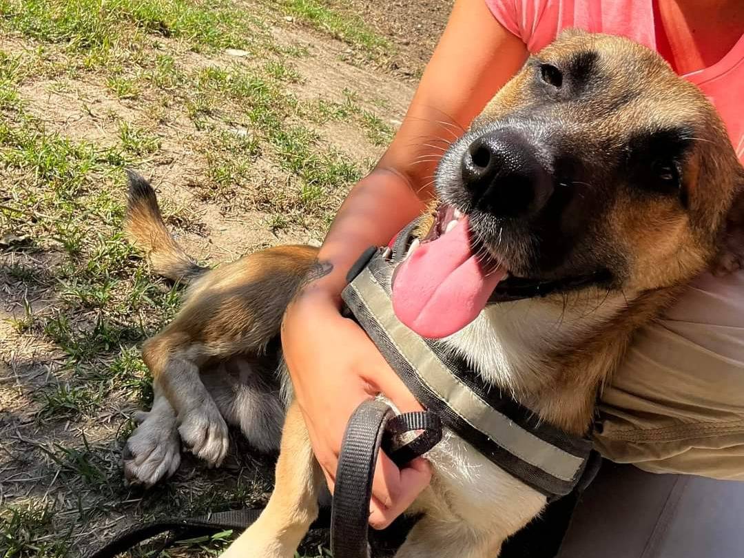 Adozione cane, maschio, meticcio, 3 anni, taglia piccola, Napoli