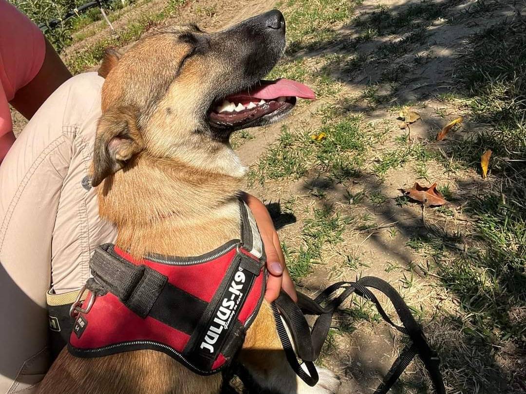 Adotta un cane, maschio, 3 anni, Napoli