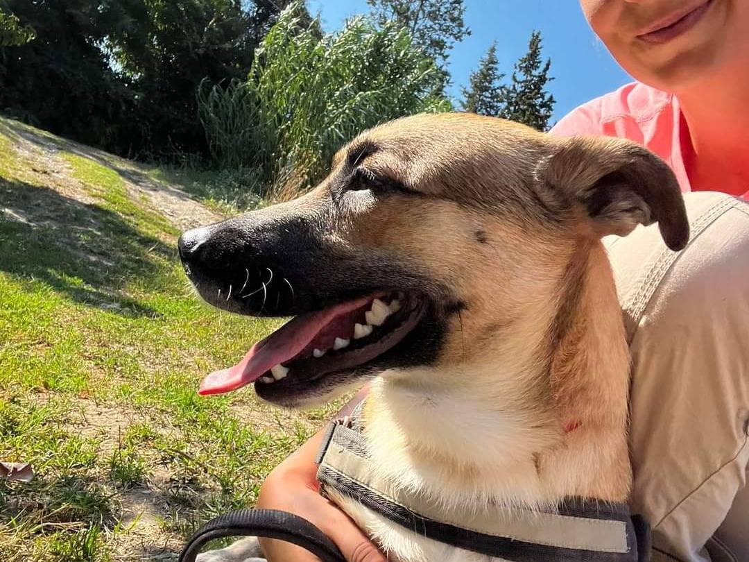 Adotta un cane, taglia piccola, maschio, Napoli