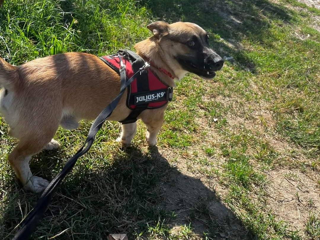 Vuoi adottare un cane a Napoli?