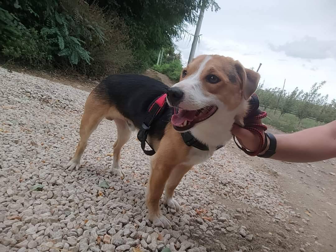 Adozione cane, maschio, meticcio, 4 anni e 10 mesi, taglia piccola, Napoli