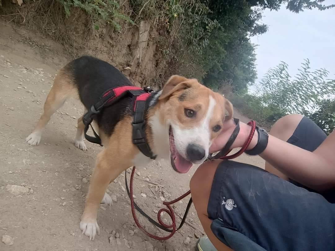 Adotta un cane, maschio, 4 anni e 10 mesi, Napoli