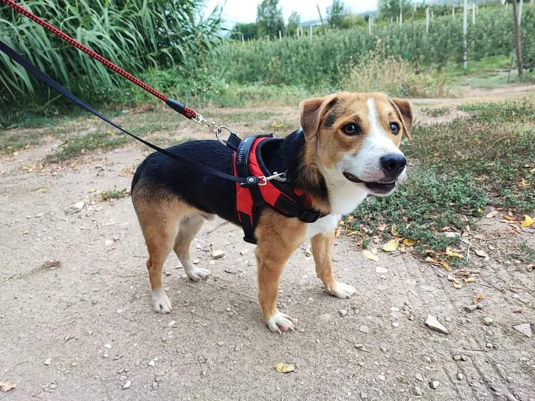 Adotta un cane, taglia piccola, maschio, Napoli