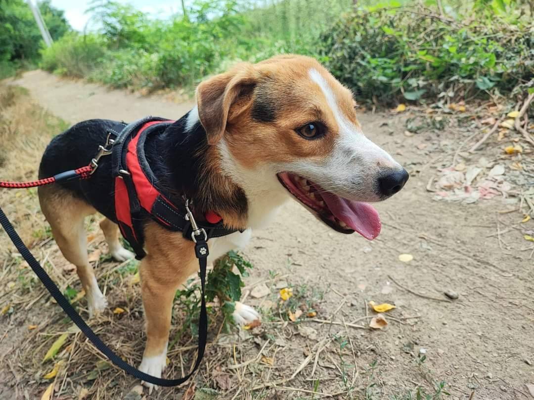 Vuoi adottare un cane a Napoli?