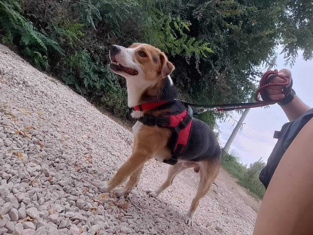 Adotta il cane Pepe a Napoli
