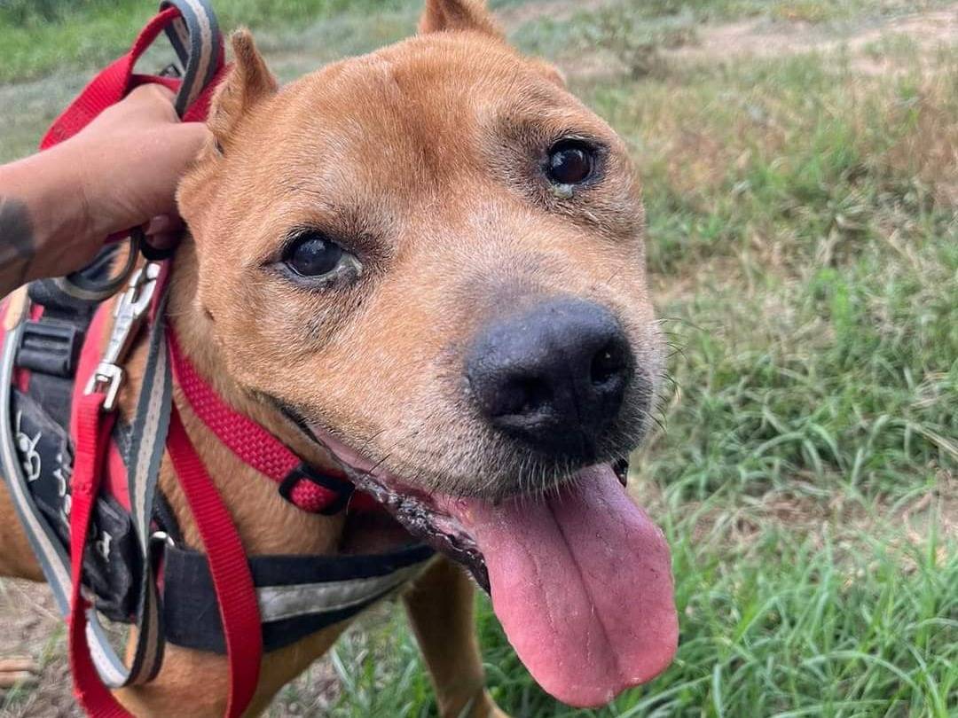 Adotta un cane, maschio, 15 anni  e 5 mesi , Napoli